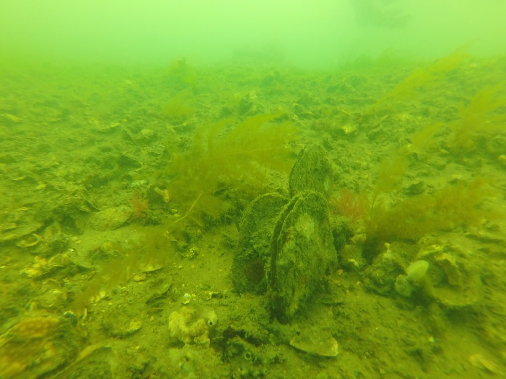 Leaf oysters and Sydney rock oysters on a restored trial patch reef in Pumicestone Passage.