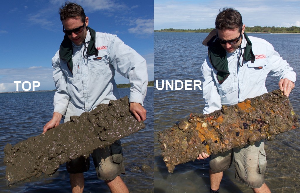 Nutrient loading and excessive sedimentation have choked subtidal shellfish reefs in Pumicestone Passage and Moreton Bay. Intervention is needed if these lost ecosystems are to be restored to regain biodiversity and fish numbers.