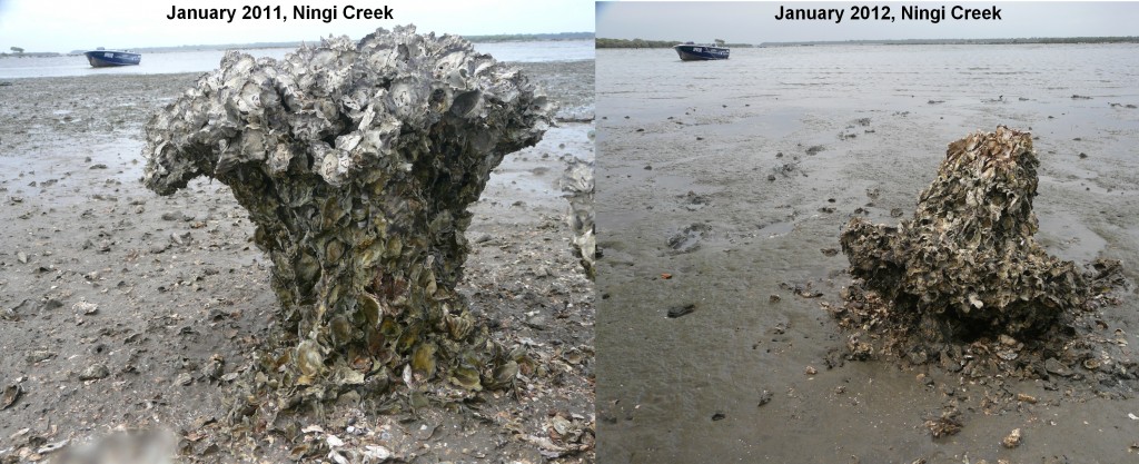 Intertidal oyster clumps at Ningi Ck in Pumicestone passage undermined and degrading into the mud due to recruitment failure.