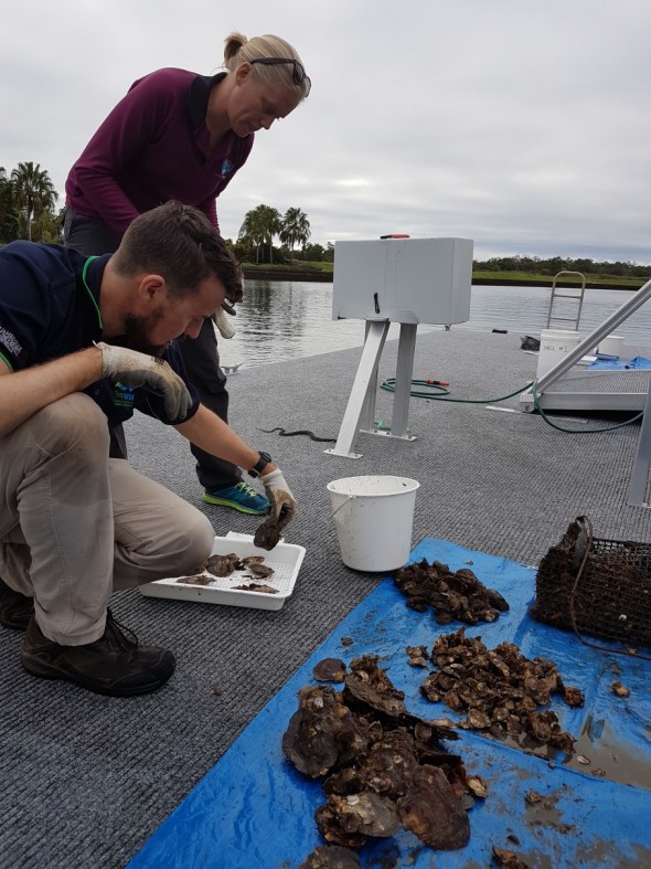 Researchers from James Cook University counting invertebrates from oyster gardens.