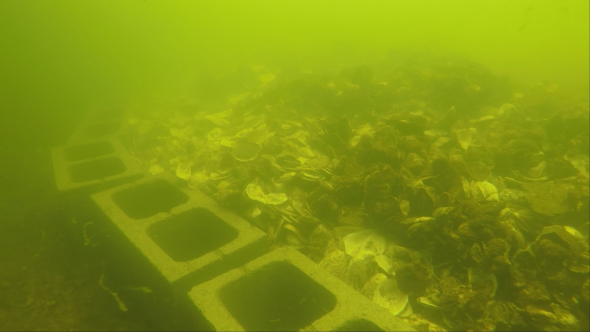 Gardened oysters deployed on an experimental shellfish reef in Pumicestone Passage. 